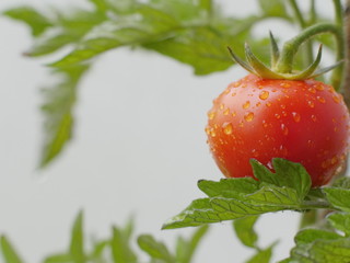 tomato plant