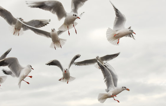 Seagulls flying with open wings over sky with clouds.