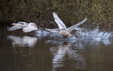 Mute Swan, Swans, Cygnus olor