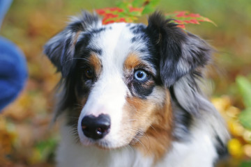 The portrait of a merle Australian Shepherd dog in autumn forest