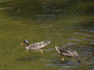 American Black Hens