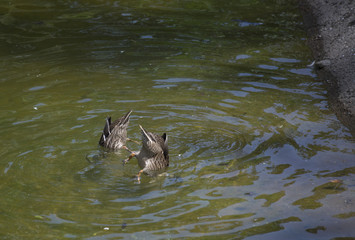 Fototapeta premium American Black Hen