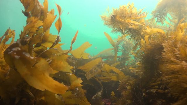 Увлекательные подводные погружения в подводных садах ламинарий близ Калифорнии.