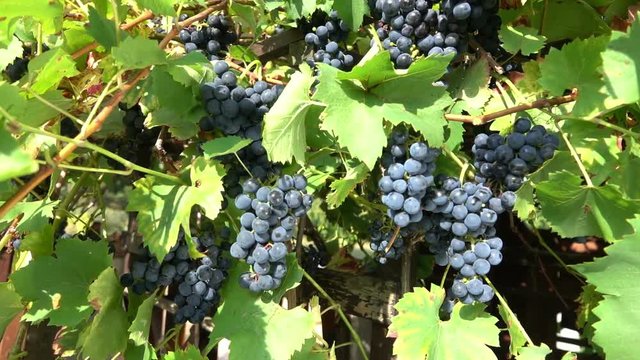 Bunches of ripe grapes