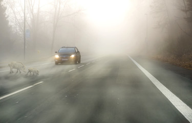 Fototapeta na wymiar Wildwechsel auf der Landstrasse bei Nebel