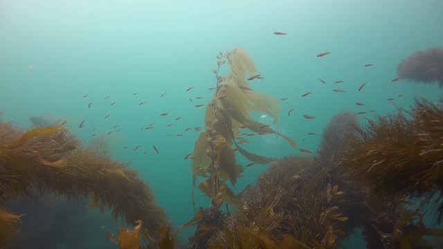 Увлекательные подводные погружения в подводных садах ламинарий близ Калифорнии.