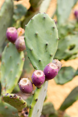 Tree branches with prickly pear