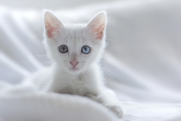 White kitten on white background