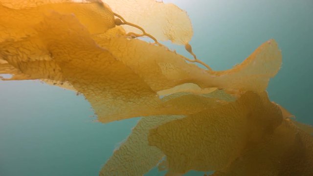 Увлекательные подводные погружения в подводных садах ламинарий близ Калифорнии.