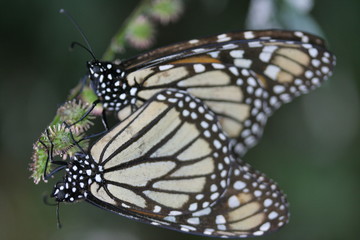Male and female monarch butterflies mating
