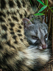 Civet cat lying down hidden in the bushes - 130949962