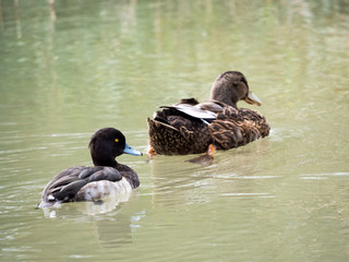Tufted duck and mallard duck swimming together