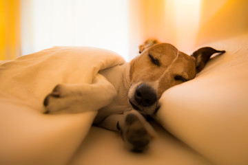 dog sick , ill or sleeping