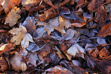 Bodenfrost im Herbst und Winter. Raureif auf Laub