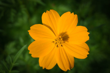 Yellow flowers in the garden