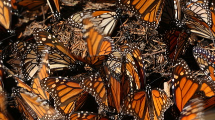 Obraz premium Colony of beautiful, orange monarch butterflies overwintering in a coniferous forest located in Michoacan Mexico