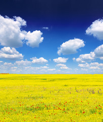 Obraz premium field of rapeseed with beautiful cloud - plant for green energy