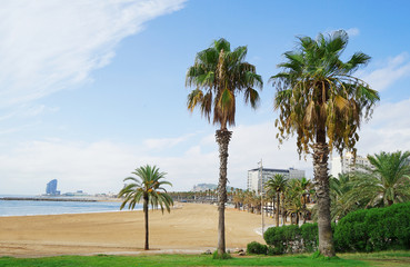Fototapeta na wymiar City beach with palm trees