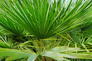 Palms in the botanical garden
