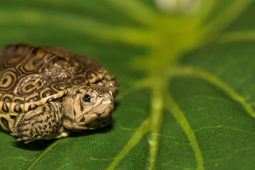 Baby Diamondback Terrapin