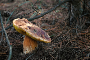 Forest mushroom on dry grass