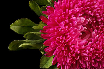 Beautiful pink flower on dark background