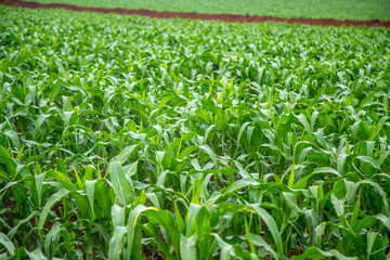 planta&ccedil;&atilde;o de milho