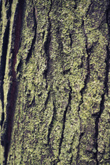 Tree Bark