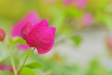 Pink bougainvillea