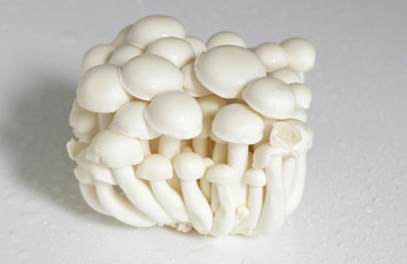 beech mushroom in the package