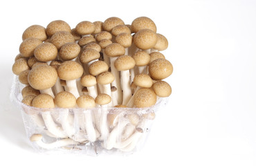 beech mushroom in the package