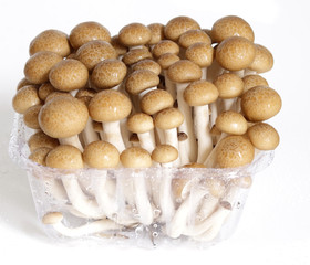 beech mushroom in the package