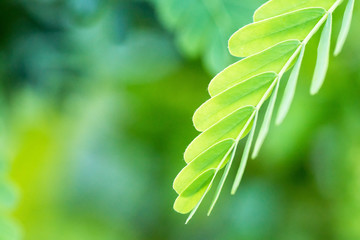 Leucaena plant