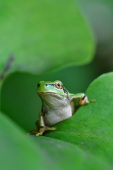 ニホンアマガエル