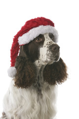 English Springer Spaniel - Christmas dog 