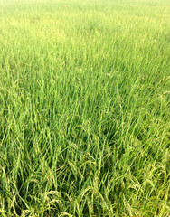 Rice field