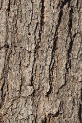 Fototapeta premium Tree truck