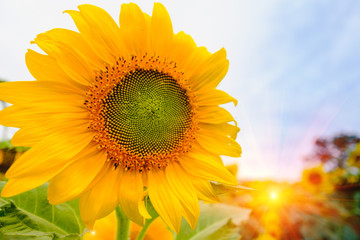 Obraz premium Selective and Soft focus. Sunflowers field with lighting flare effect.