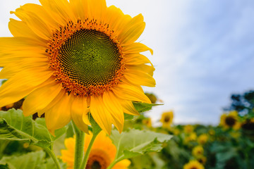Fototapeta premium Selective and Soft focus. Sunflowers field.
