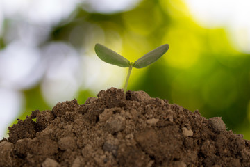 Young plant on nature background
