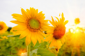 Obraz premium Selective and Soft focus. Sunflowers field with lighting flare effect.