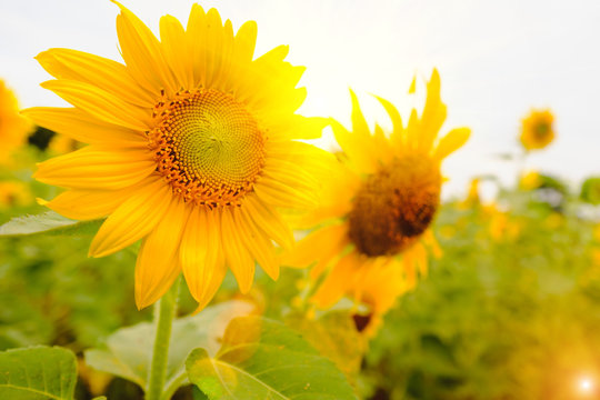 Selective and Soft focus. Sunflowers field with lighting flare effect.