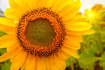 Obraz premium Selective and Soft focus. Sunflowers field with lighting flare effect.