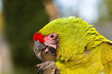 The military macaw is a large parrot and is medium-sized. Though considered vulnerable as a wild species, it is still commonly found in the pet trade industry. It is found in the forests of Mexico. 