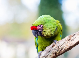 The military macaw is a large parrot and is medium-sized. Though considered vulnerable as a wild species, it is still commonly found in the pet trade industry. It is found in the forests of Mexico. 