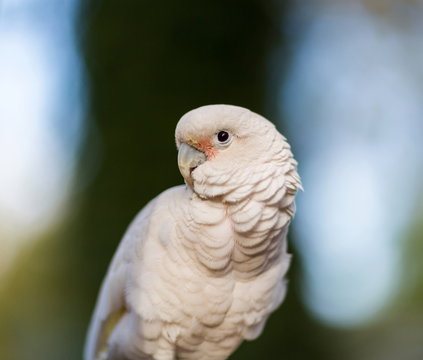 Fototapeta The Tanimbar corella also known as Goffin's cockatoo or Goffin's corella, is a species of cockatoo endemic to forests of Yamdena, Larat and Selaru, all islands in the Tanimbar Islands in Indonesia. 