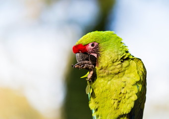The military macaw is a large parrot and is medium-sized. Though considered vulnerable as a wild species, it is still commonly found in the pet trade industry. It is found in the forests of Mexico. 