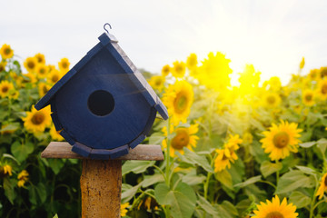 Selective and Soft focus. Bird Houses on Sunflowers field background with lighting flare effect.