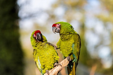 The military macaw is a large parrot and is medium-sized. Though considered vulnerable as a wild species, it is still commonly found in the pet trade industry. It is found in the forests of Mexico. 