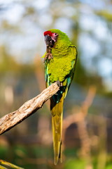 The military macaw is a large parrot and is medium-sized. Though considered vulnerable as a wild species, it is still commonly found in the pet trade industry. It is found in the forests of Mexico. 